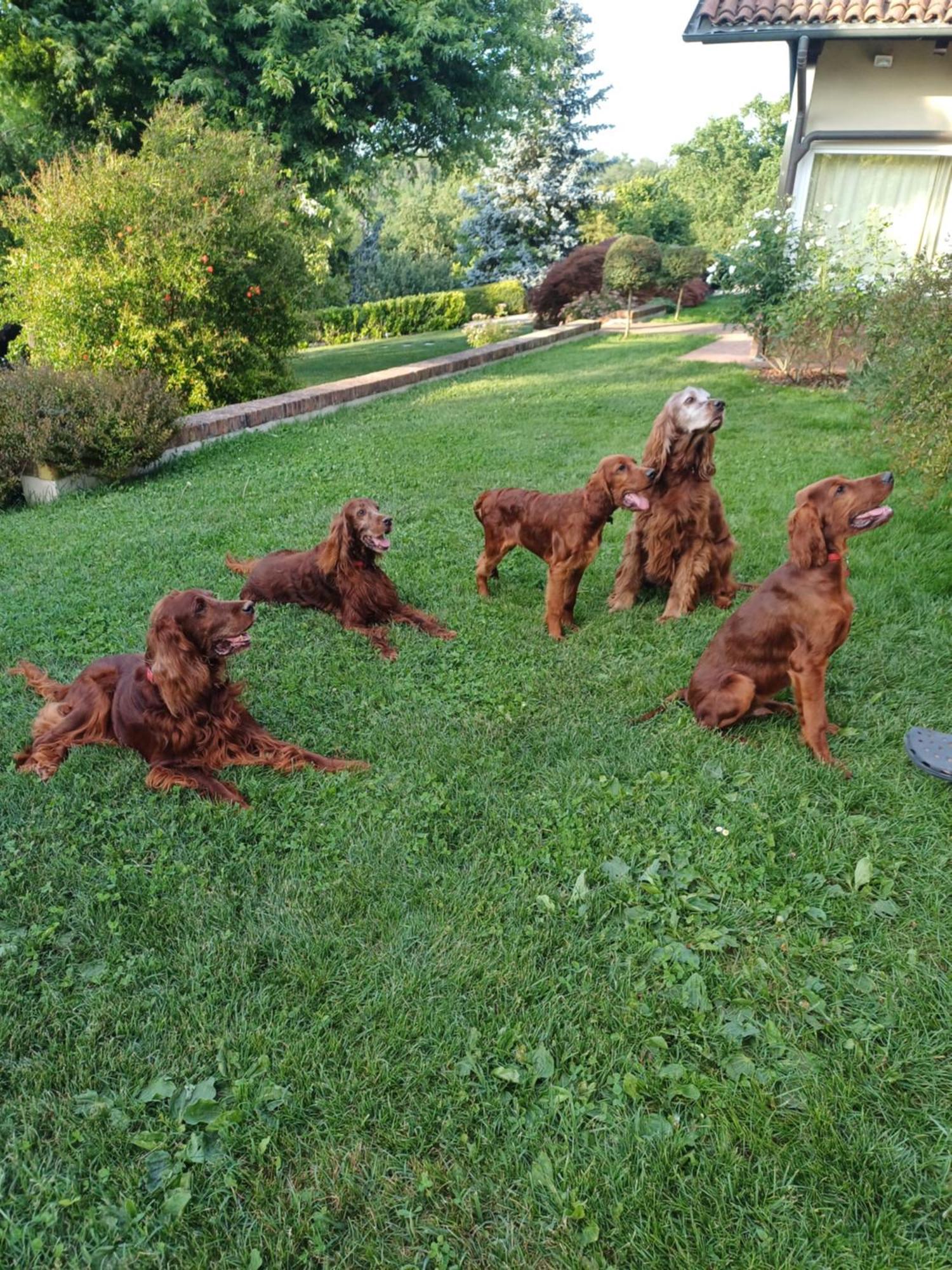 Tenuta Degli Angeli Rossi Asti Bagian luar foto